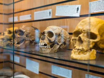 Skull replicas at Kents Cavern | Torquay