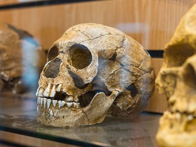 Neanderthal skulls at Kents Cavern, Torquay