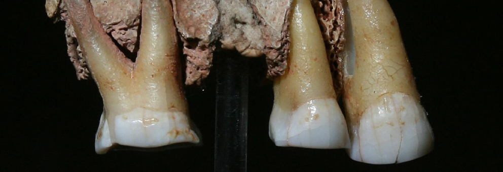 UK's oldest human fossil at Kents Cavern, Devon