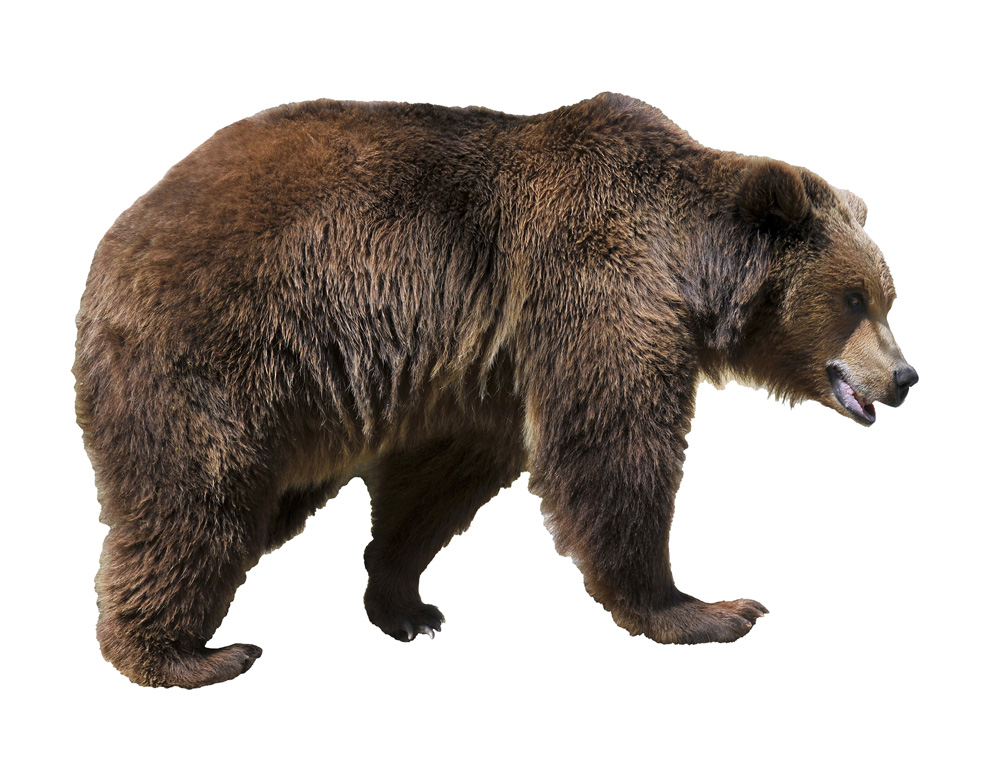 Cave Bears