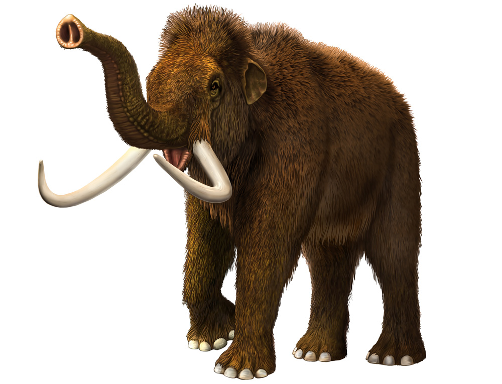 Wooly Mammoth