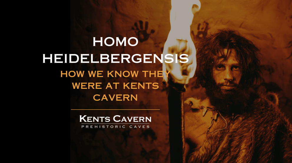homo heidelbergensis